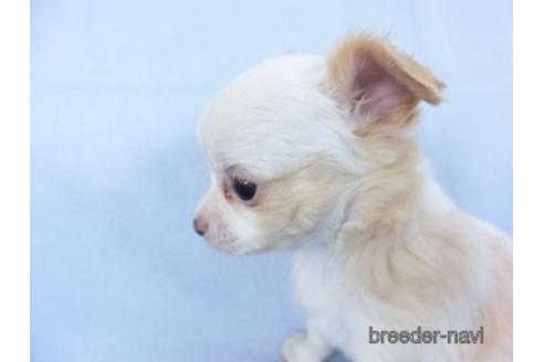 成約済の千葉県のチワワ(ロングコート)-147855の2枚目