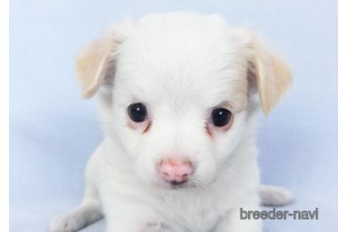 成約済の千葉県のチワワ(ロングコート)-147857の1枚目