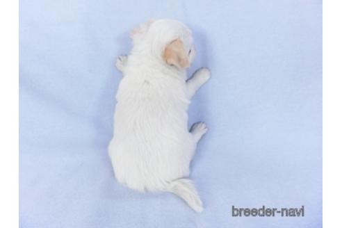 成約済の千葉県のチワワ(ロングコート)-147857の4枚目