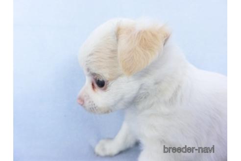 成約済の千葉県のチワワ(ロングコート)-147857の3枚目