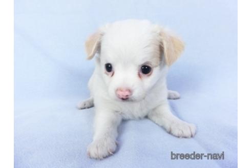 成約済の千葉県のチワワ(ロングコート)-147857の2枚目