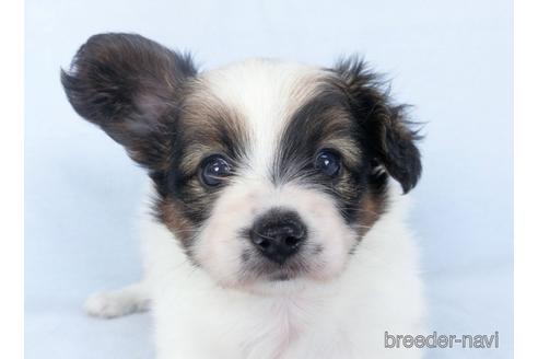 成約済の千葉県のパピヨン-147865の1枚目