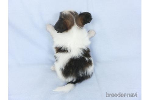 成約済の千葉県のパピヨン-147865の4枚目