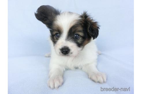 成約済の千葉県のパピヨン-147865の3枚目