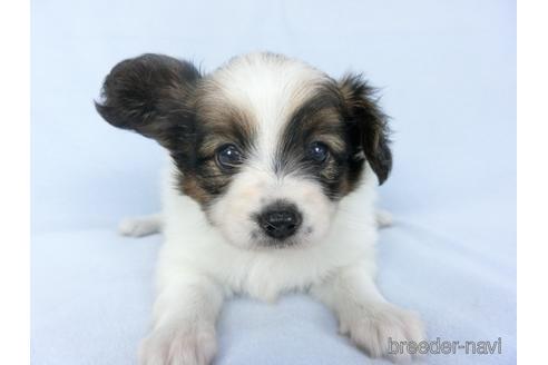 成約済の千葉県のパピヨン-147865の2枚目