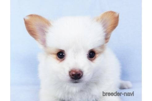 成約済の千葉県のパピヨン-147873の1枚目