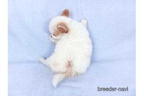 成約済の千葉県のパピヨン-147873の4枚目