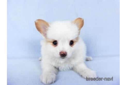 成約済の千葉県のパピヨン-147873の3枚目