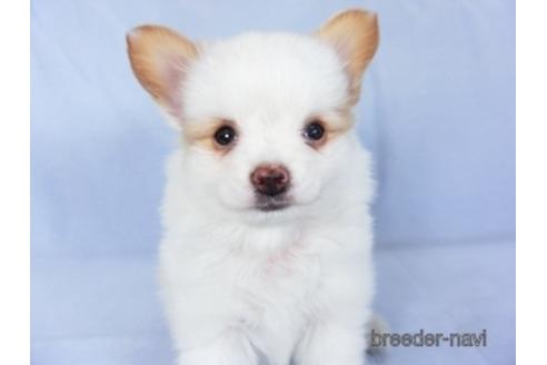 成約済の千葉県のパピヨン-147873の2枚目