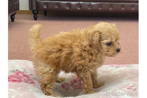 成約済の香川県のマルプー:マルチーズ×トイプードル-145859の4枚目