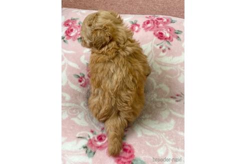 成約済の香川県のマルプー:マルチーズ×トイプードル-145859の3枚目