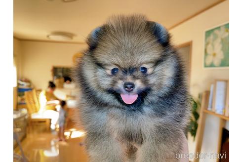 成約済の岐阜県のポメラニアン-144147の8枚目