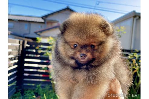 成約済の岐阜県のポメラニアン-144147の11枚目