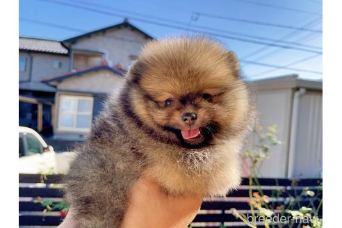 成約済の岐阜県のポメラニアン-144147の14枚目
