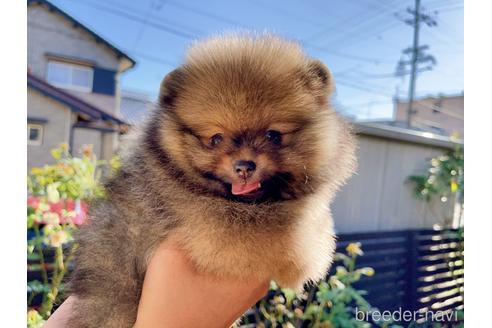 成約済の岐阜県のポメラニアン-144147の3枚目