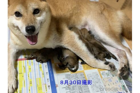成約済の静岡県の柴犬-148198の5枚目