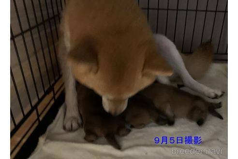 成約済の静岡県の柴犬-148198の4枚目