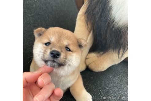 成約済の福岡県の豆柴-145371の15枚目