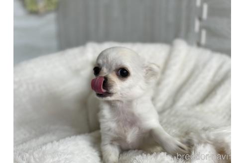 成約済の京都府のミックス犬-148211の2枚目