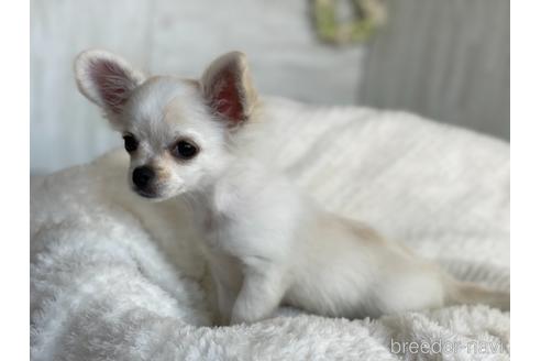 成約済の京都府のミックス犬-148211の3枚目