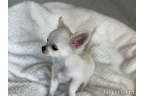 成約済の京都府のミックス犬-148211の4枚目