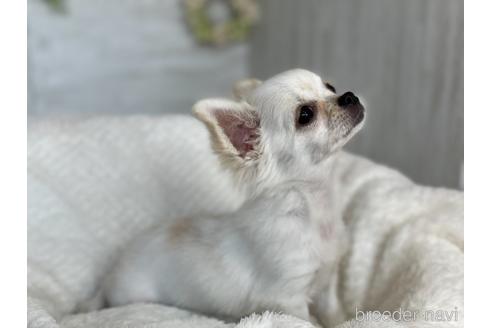 成約済の京都府のミックス犬-148211の5枚目