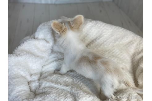 成約済の京都府のミックス犬-148211の7枚目