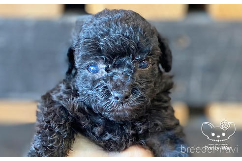 成約済の愛知県のトイプードル-148217の7枚目