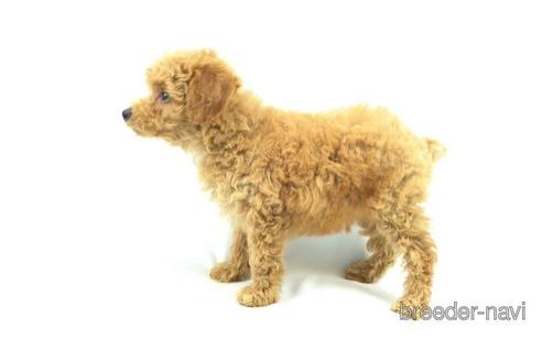 成約済の千葉県のトイプードル-148254の2枚目