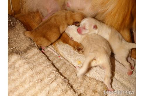 成約済の北海道のポメラニアン-148260の3枚目