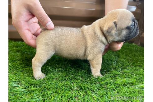 成約済の香川県のフレンチブルドッグ-148290の4枚目