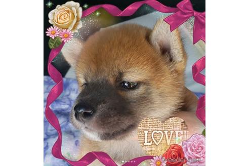 成約済の愛知県の柴犬-148343の5枚目