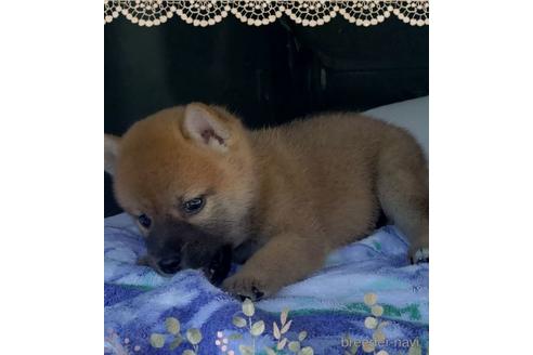 成約済の愛知県の柴犬-148343の4枚目