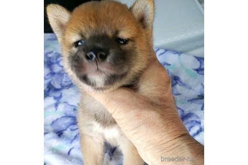 成約済の愛知県の柴犬-148343の3枚目