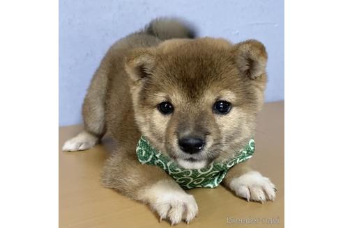 成約済の茨城県の豆柴-146973の3枚目