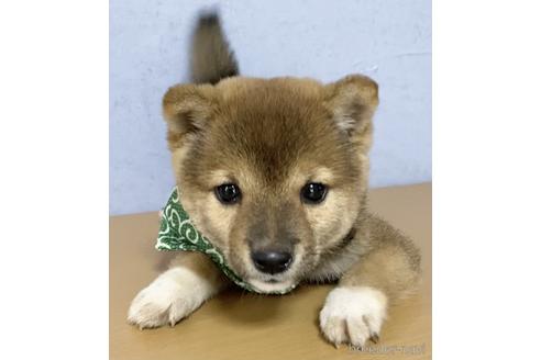 成約済の茨城県の豆柴-146973の1枚目