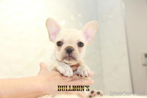 成約済の東京都のフレンチブルドッグ-148356の7枚目