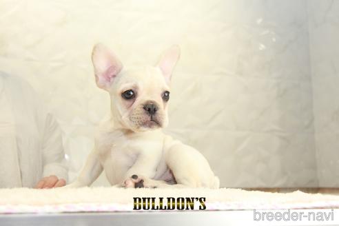 成約済の東京都のフレンチブルドッグ-148356の5枚目