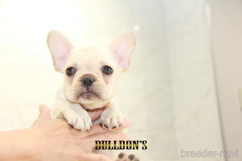 成約済の東京都のフレンチブルドッグ-148356の2枚目