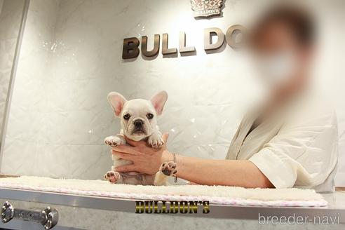成約済の東京都のフレンチブルドッグ-148358の1枚目