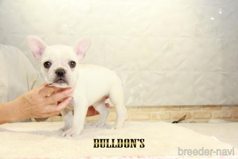 成約済の東京都のフレンチブルドッグ-148358の7枚目