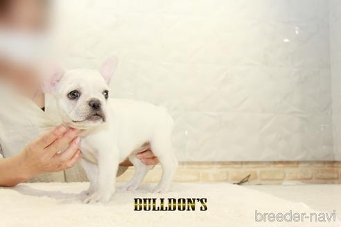 成約済の東京都のフレンチブルドッグ-148358の6枚目