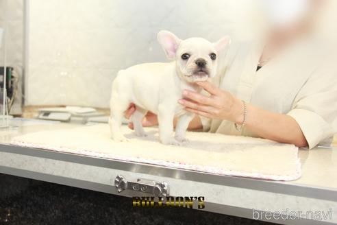 成約済の東京都のフレンチブルドッグ-148358の5枚目