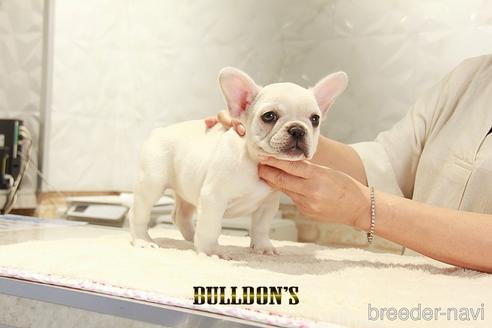 成約済の東京都のフレンチブルドッグ-148358の3枚目