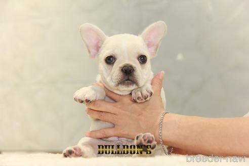 成約済の東京都のフレンチブルドッグ-148358の2枚目