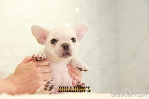成約済の東京都のフレンチブルドッグ-148361の1枚目