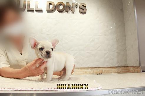 成約済の東京都のフレンチブルドッグ-148361の2枚目