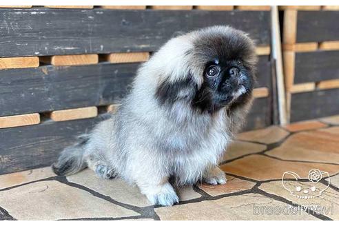 成約済の愛知県のペキニーズ-139739の2枚目