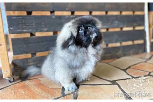 成約済の愛知県のペキニーズ-139739の3枚目