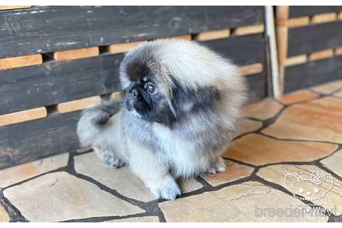 成約済の愛知県のペキニーズ-139739の4枚目